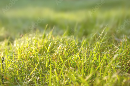 Beautiful background with a green lawn on a Sunny day with a shallow depth of field. Closeup. Copy space.