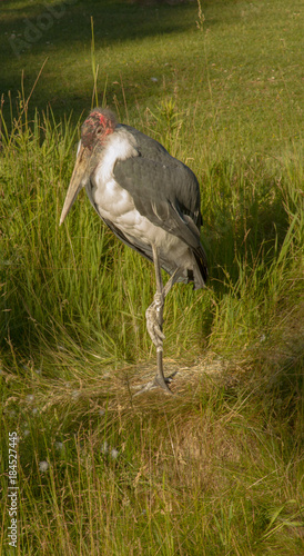 Resting Stork