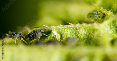 small aphid on a green leaf in the open air © schankz