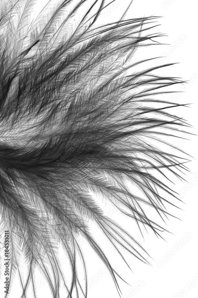 Obraz premium gray feathers on a white background