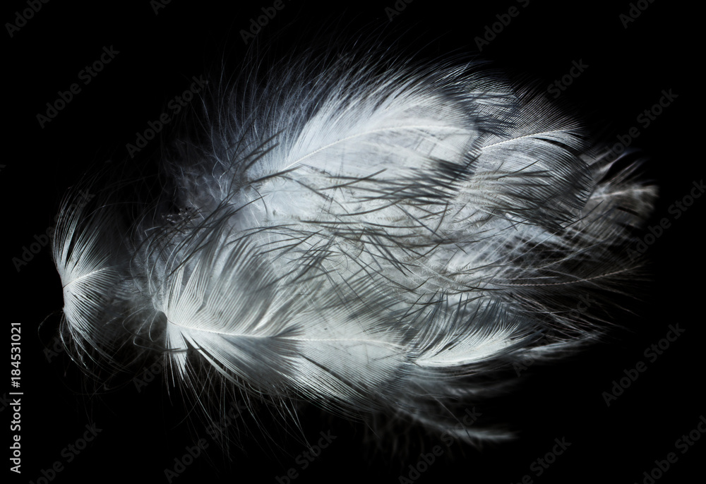 Obraz premium white feather on a black background