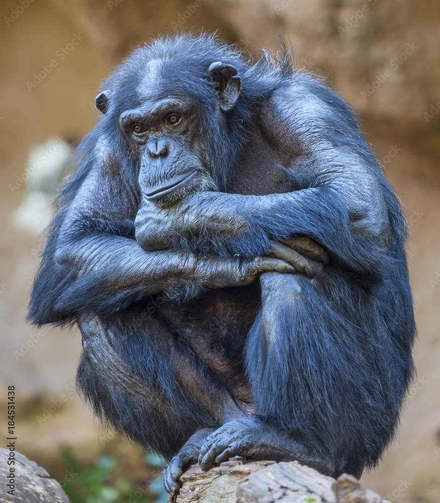Fototapeta premium Close up of an old Chimpanzee