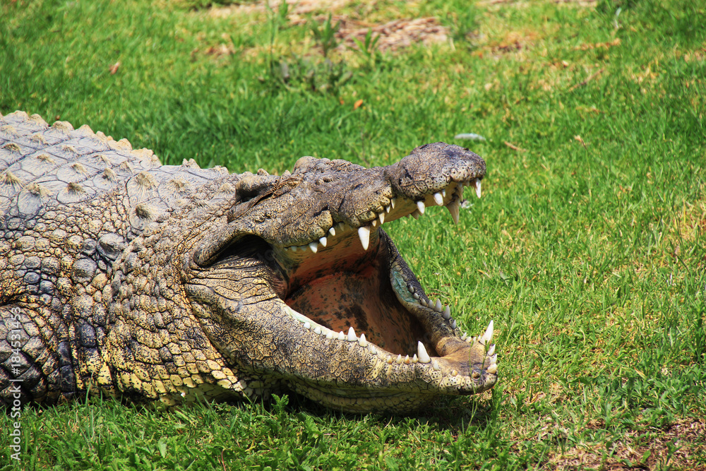 Fototapeta premium Krokodil, Afrika, Reptil, Alligator, Tierpark