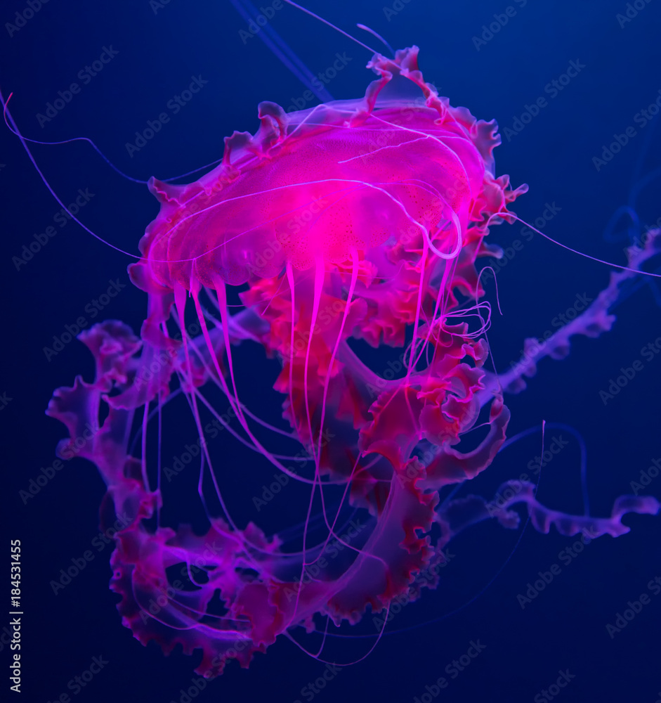 Fototapeta premium Close-up view of a Pink jellyfish (Pelagia noctiluca)