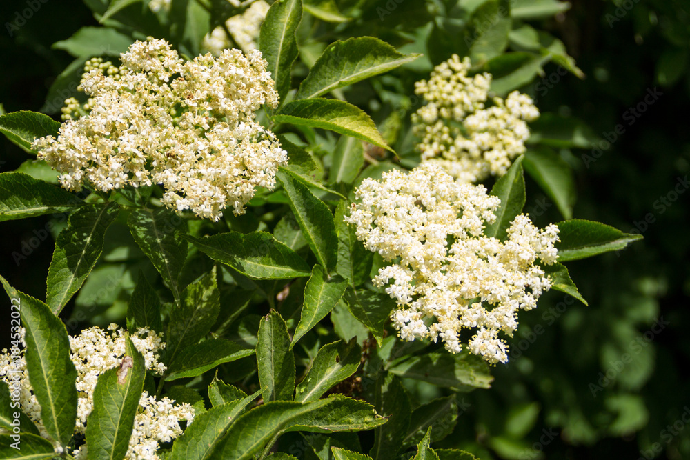 White elder blossom (Sambucus nigra) White elder blossom (Sambucus nigra)