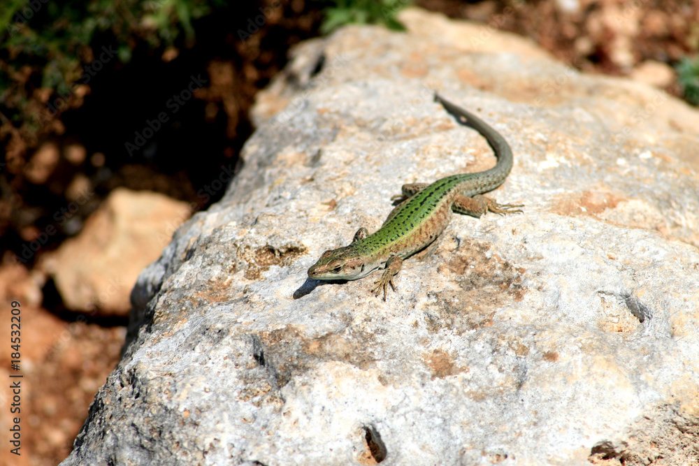 Fototapeta premium eidechse, reptil, tier, malta, green