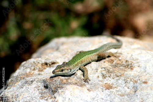 eidechse, reptil, tier, malta, green