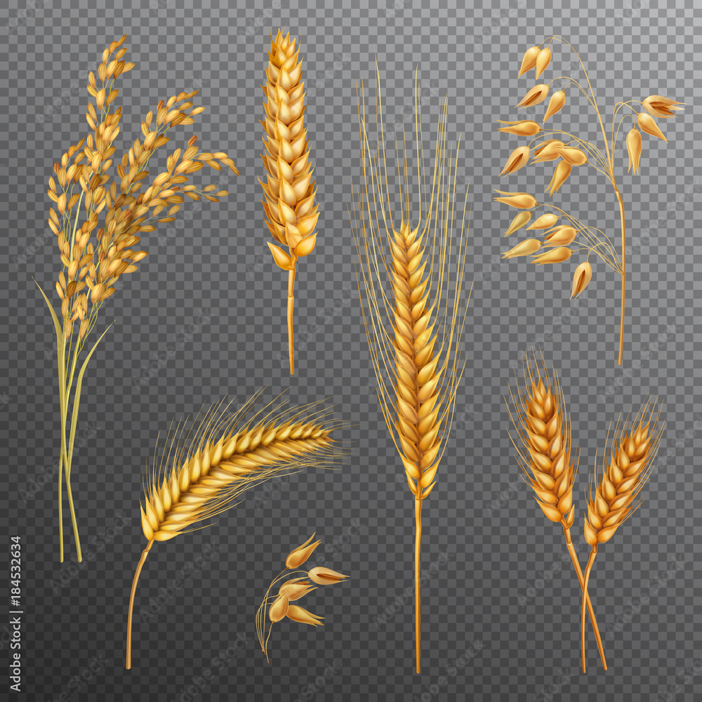 Realistic Cereals Transparent Background Set Realistic Cereals Transparent Background Set