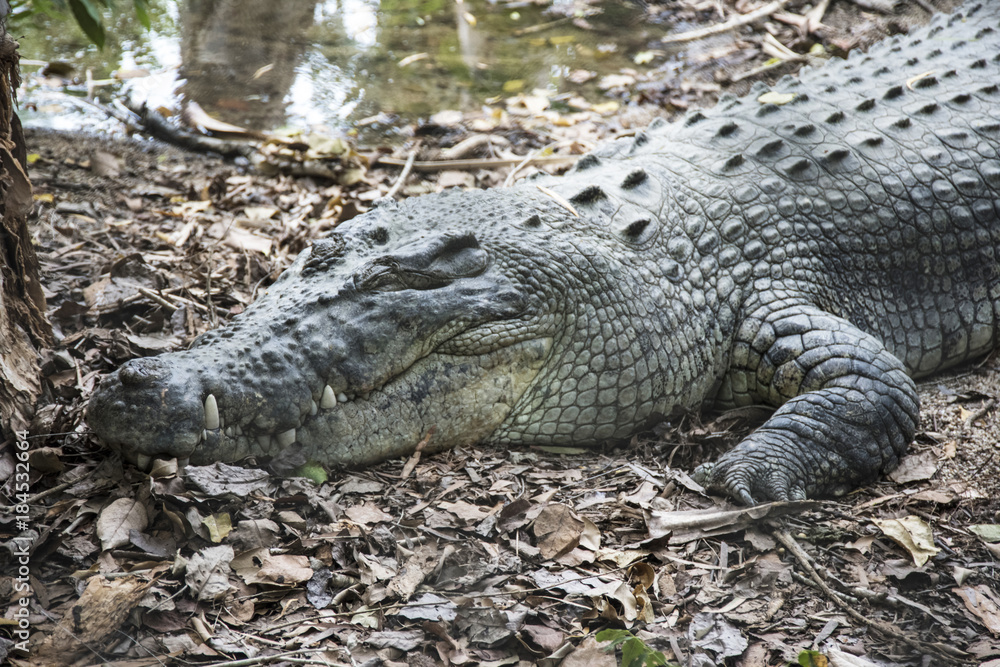 Fototapeta premium Estuarine Crocodile Crocodylus porosus