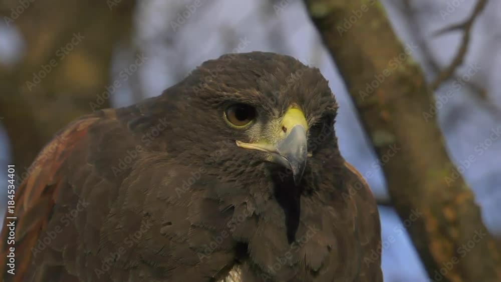 harris hawk scanning for prey from tree perch closeup 4k harris hawk scanning for prey from tree perch closeup 4k