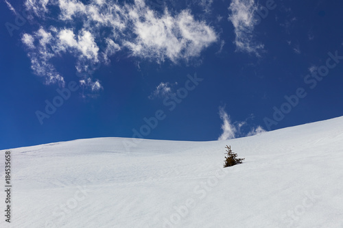 Little pine tree stick out of snowy hillside in Alps mountains with blue sky and white fleecy clouds in background at ski resort in march month © DemarK