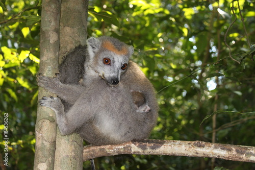 Kronenmaki mit Jungem Madagaskar photo