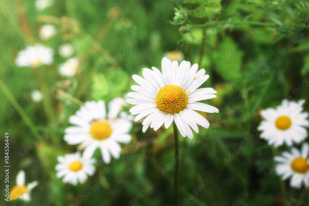 Summer field flowers of camomile in nature.