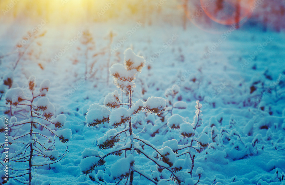 Winter snowy forest at sunset. Winter snowy forest at sunset.