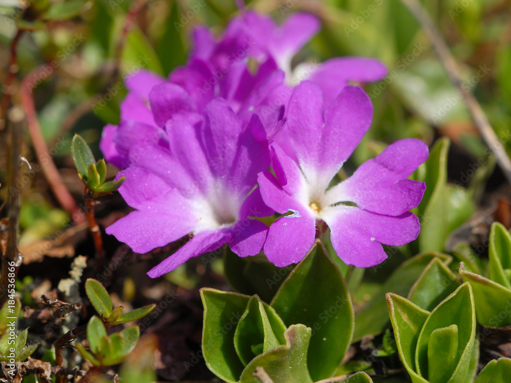 An alpine primerose in the austrian alps An alpine primerose in the austrian alps