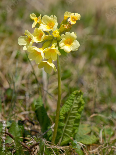 An oxlip in the eastern austrian alps