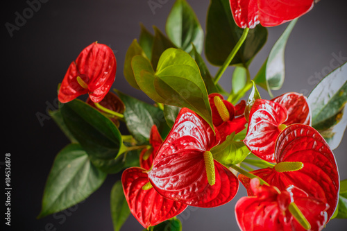 Сare and growing of domestic plants.