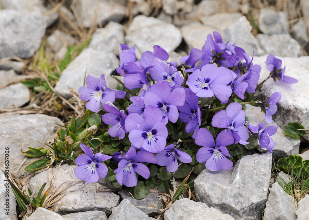 Viola Alpina" Images – Browse 28 Stock Photos, Vectors, and Video | Adobe  Stock