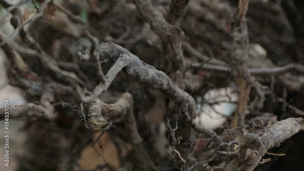 The Dry Roots of Pine The Dry Roots of Pine