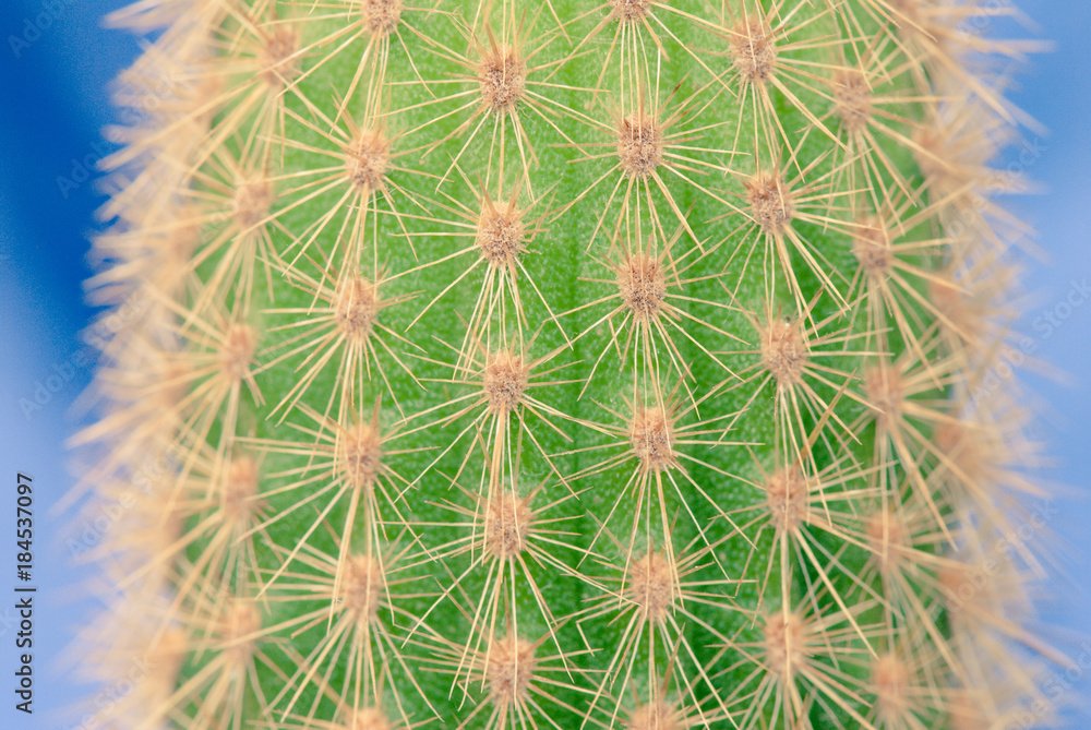 succulent plant on blue background succulent plant on blue background