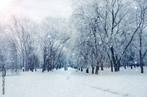 Winter Sunny day in the Park. It's snowing. People walking on the path in the Park © Darya