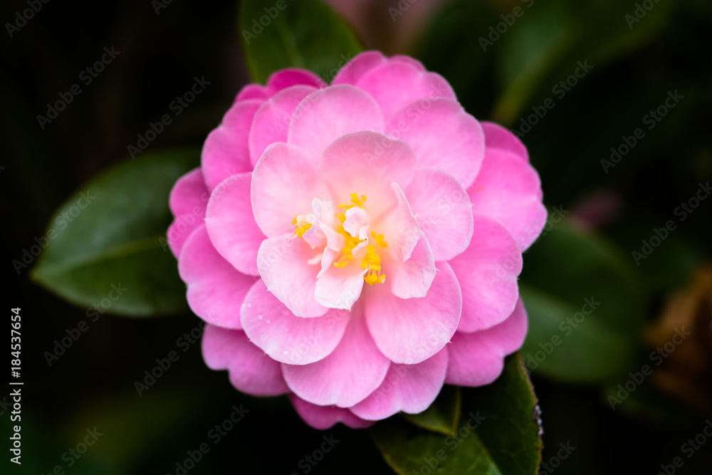 Fototapeta premium Camellia Flower