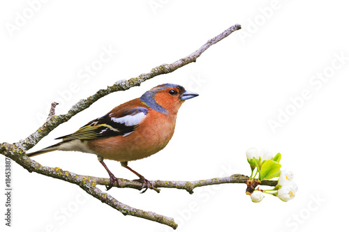 early bird sits on a branch isolated on white photo