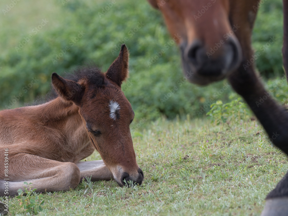 Fototapeta premium 与那国馬