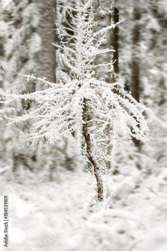 Alone winter tree © bajla