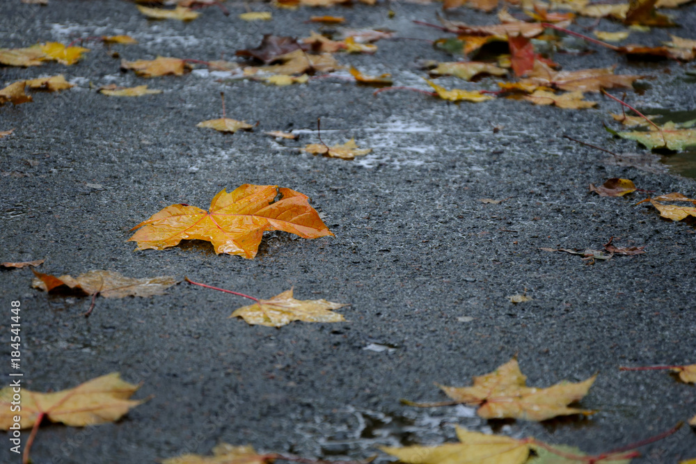 Fallen maple tree leaves on wet asphalt in rainy autumn day. Autumn background.