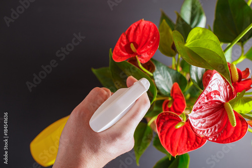 The concept  carе for a home plant Anthurium