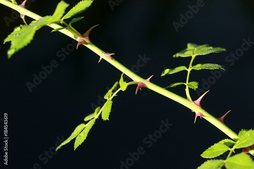 Rose thorn against black background photo