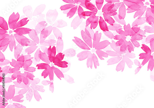 秋桜　花畑　ピンク