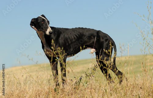 Un perro galgo en el campo