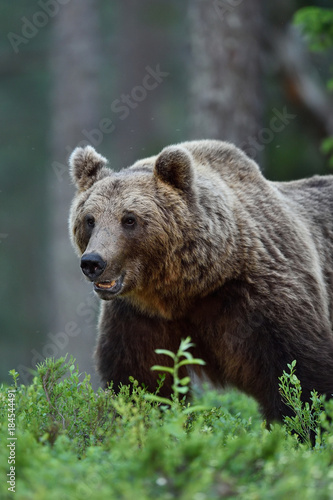 Big male brown bear portrait in the forest