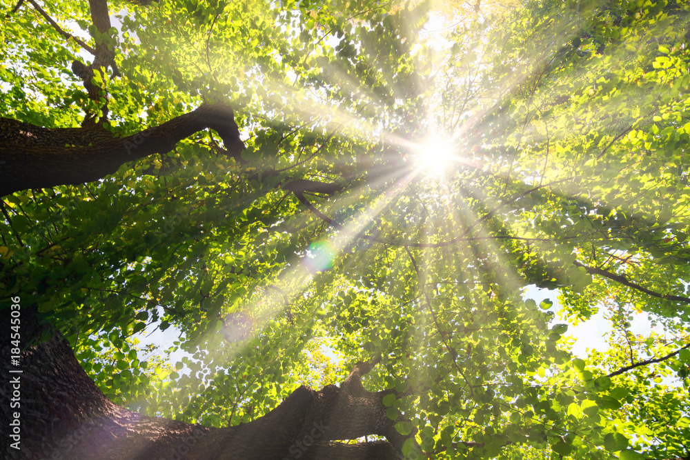 Fototapeta Korona liściastego drzewa w promieniach słońca