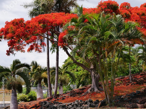 Flamboyant rouge, La Réunion , série 