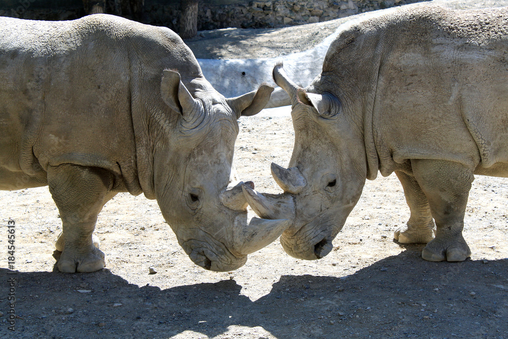 Fototapeta premium Rhinoceros. Two white rhinoceroses.