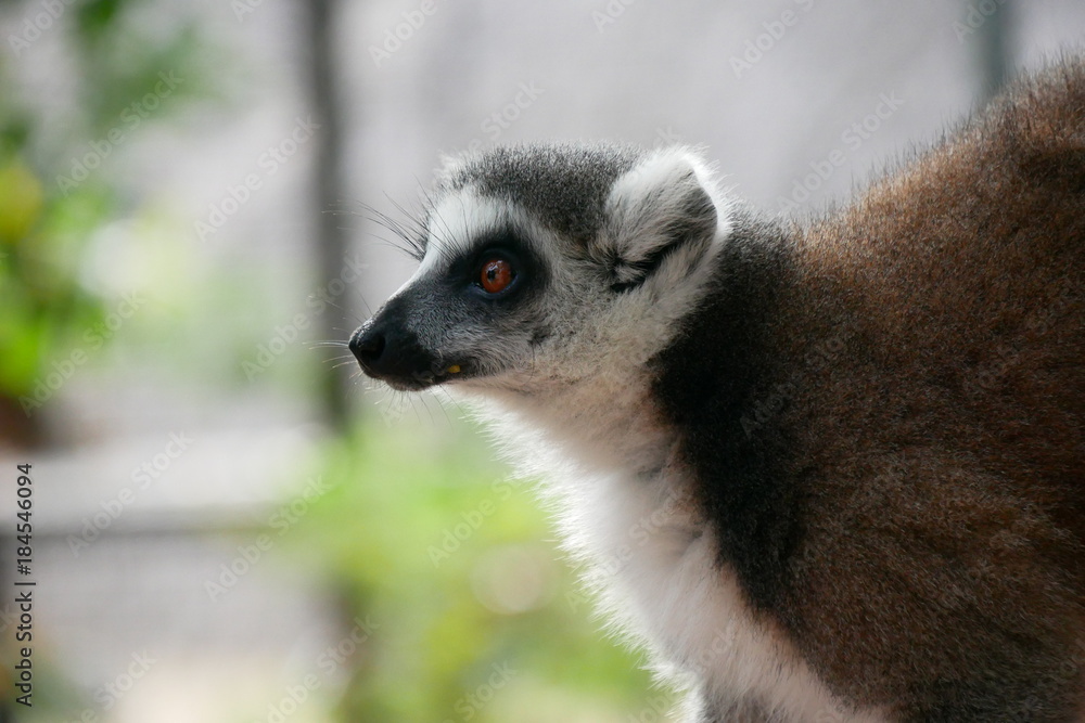 Fototapeta premium Lemur in Animal Sanctuary