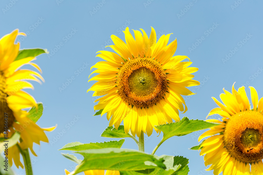 Beautiful Sunflowers garden natural background. Summer landscape. Beautiful Sunflowers garden natural background. Summer landscape.