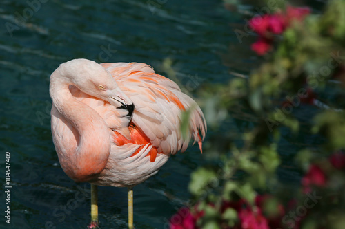Sleeping Flamingo