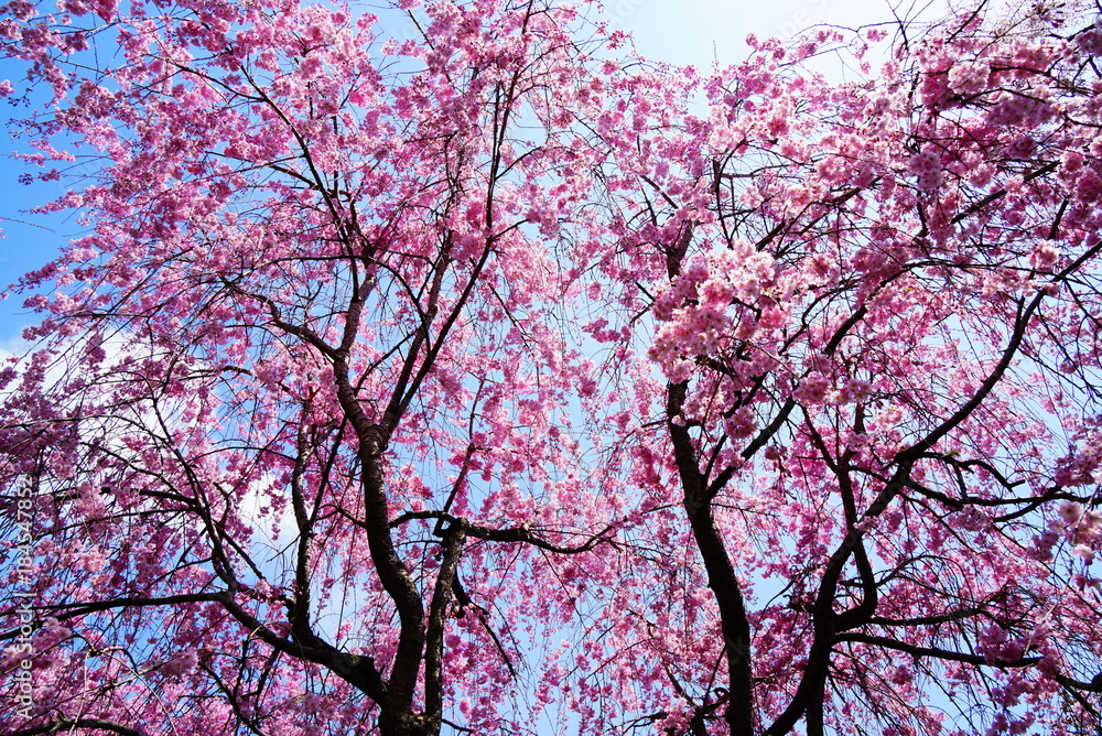 京都原谷苑のしだれ桜 京都原谷苑のしだれ桜