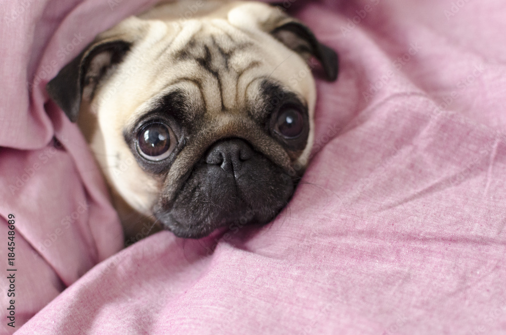 cute dog breed pug wrapped in pink blanked cute dog breed pug wrapped in pink blanked