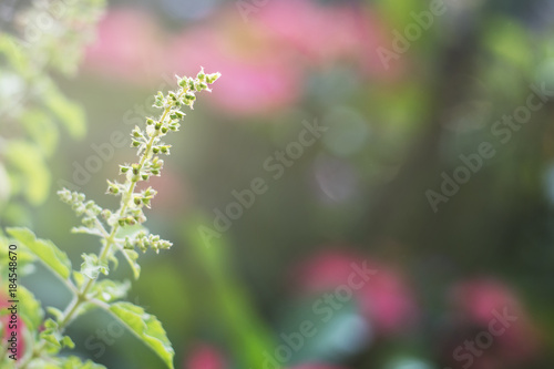 Green Basil and flowers, For Thai food, blur background.
