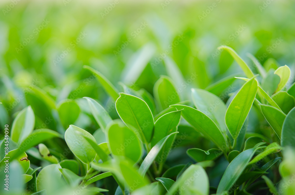 nature green leaf nature green leaf