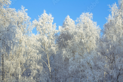 trees in frost, against the blue sky