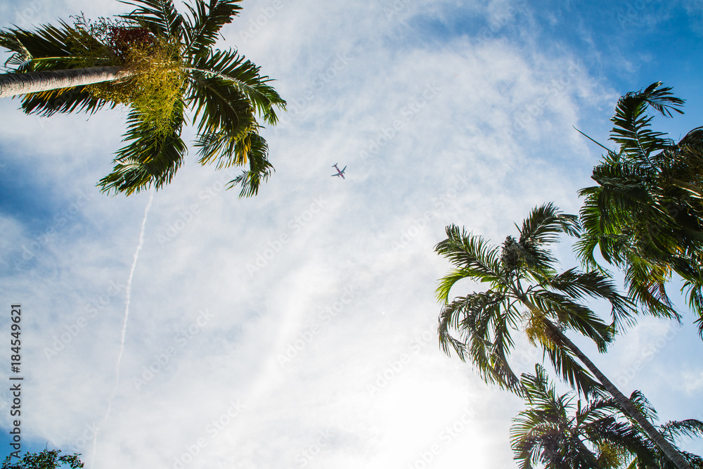 Top of coconut trees under blue sky