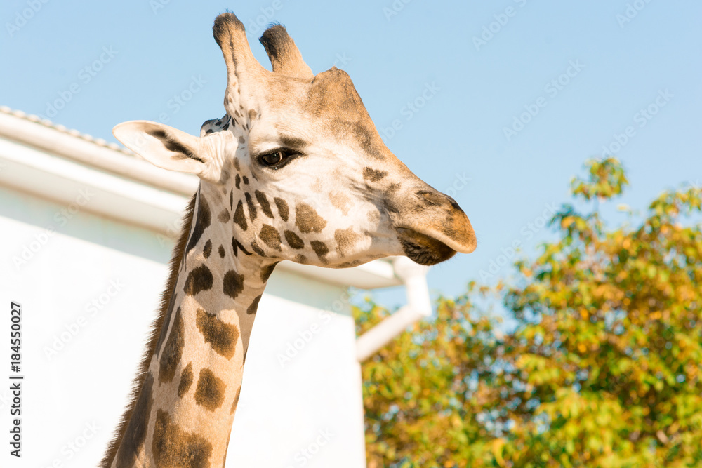 Naklejka premium Portrait of an African giraffe. Head and long neck. Wild animal.