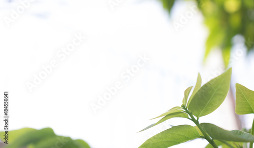 Closeup nature view of green leaf on blurred background in garden with copy space using as background natural