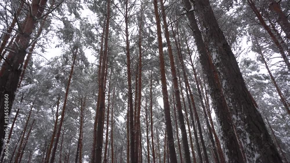 Winter Pine Forest Under The Snow Winter Pine Forest Under The Snow